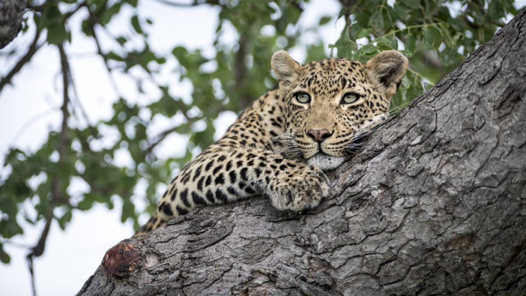 singita-2017-8-1024x576.jpg