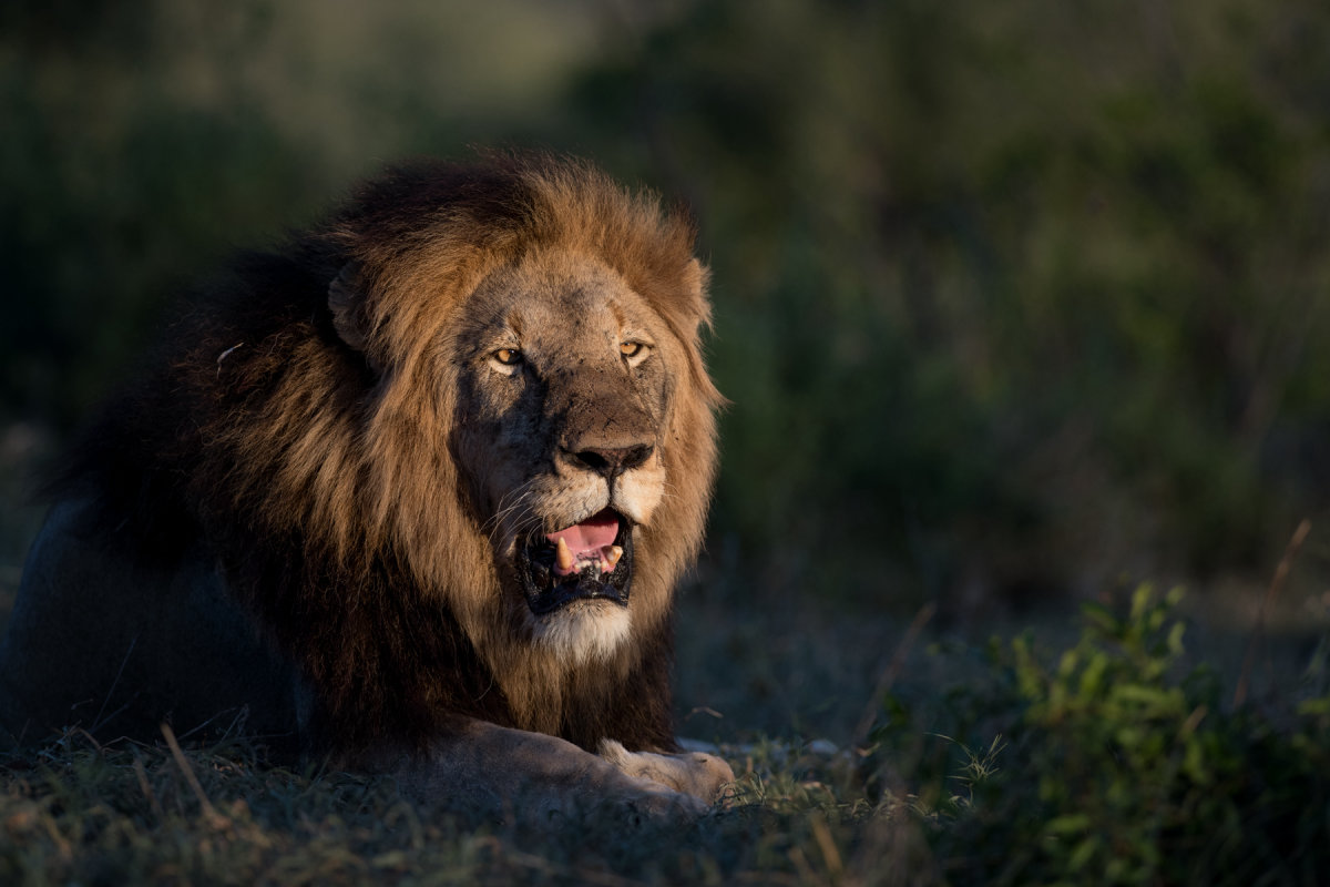 Singita-Kruger-National-Park.jpg