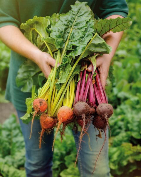 manoirgarden-vegetable01_480x599.jpg