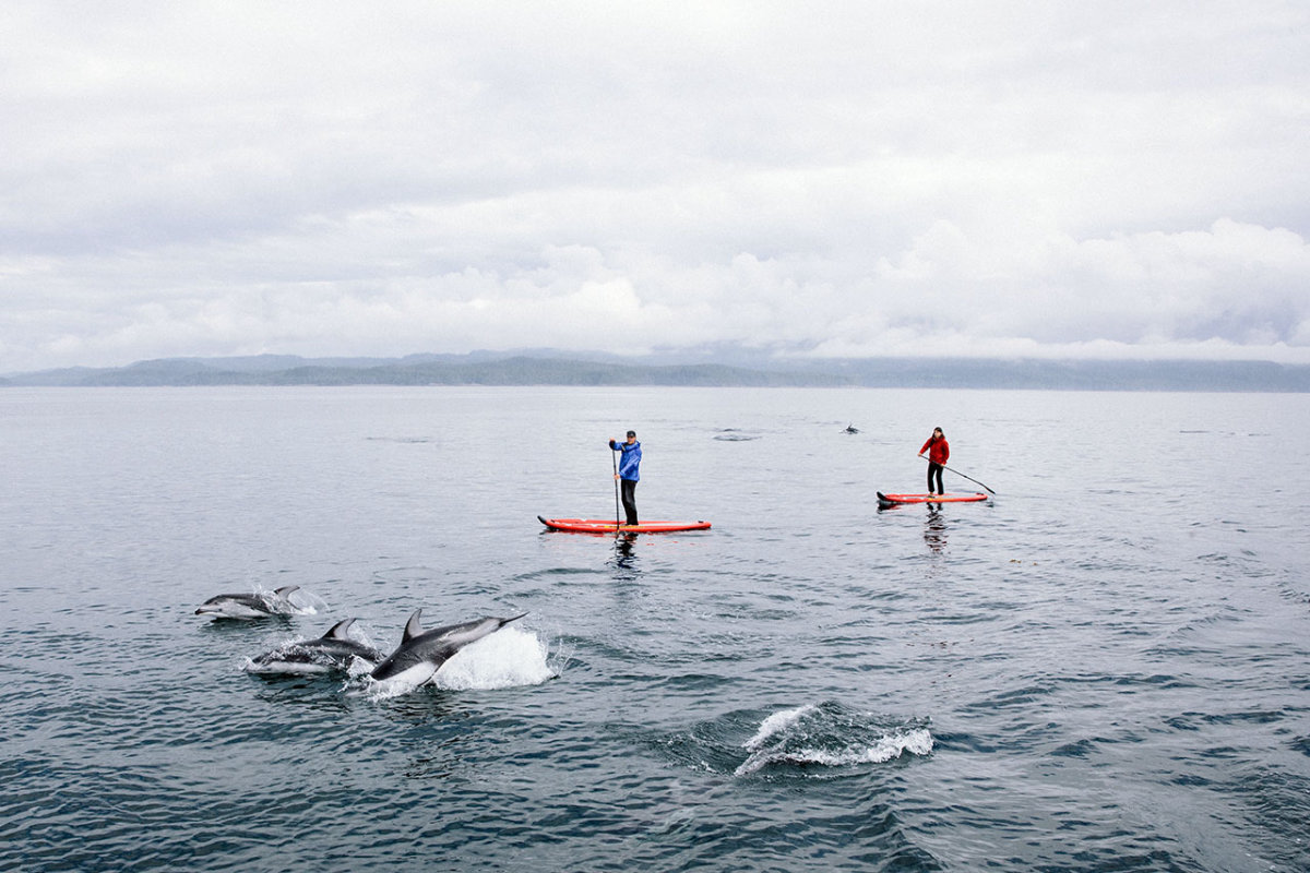 Nimmo-paddleboarding-with-dolphins.jpg
