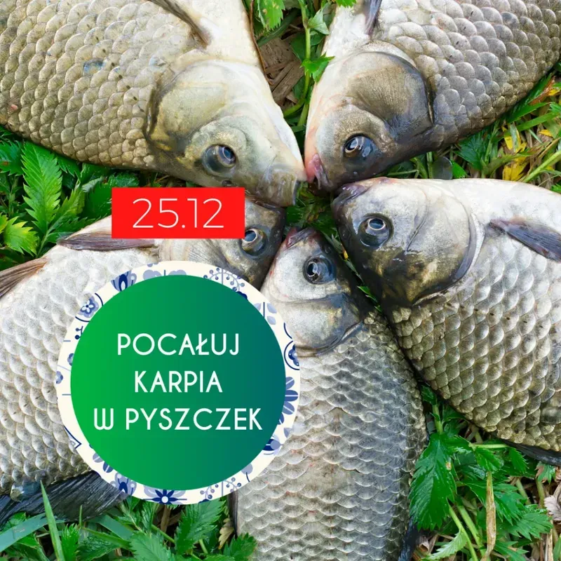 Pocałuj karpia w pyszczek - fotografia wydarzenia