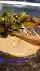 Salmone cotto a bassa temperatura con insalata agrodolce, patate e salsa yogurt, erbe e menta