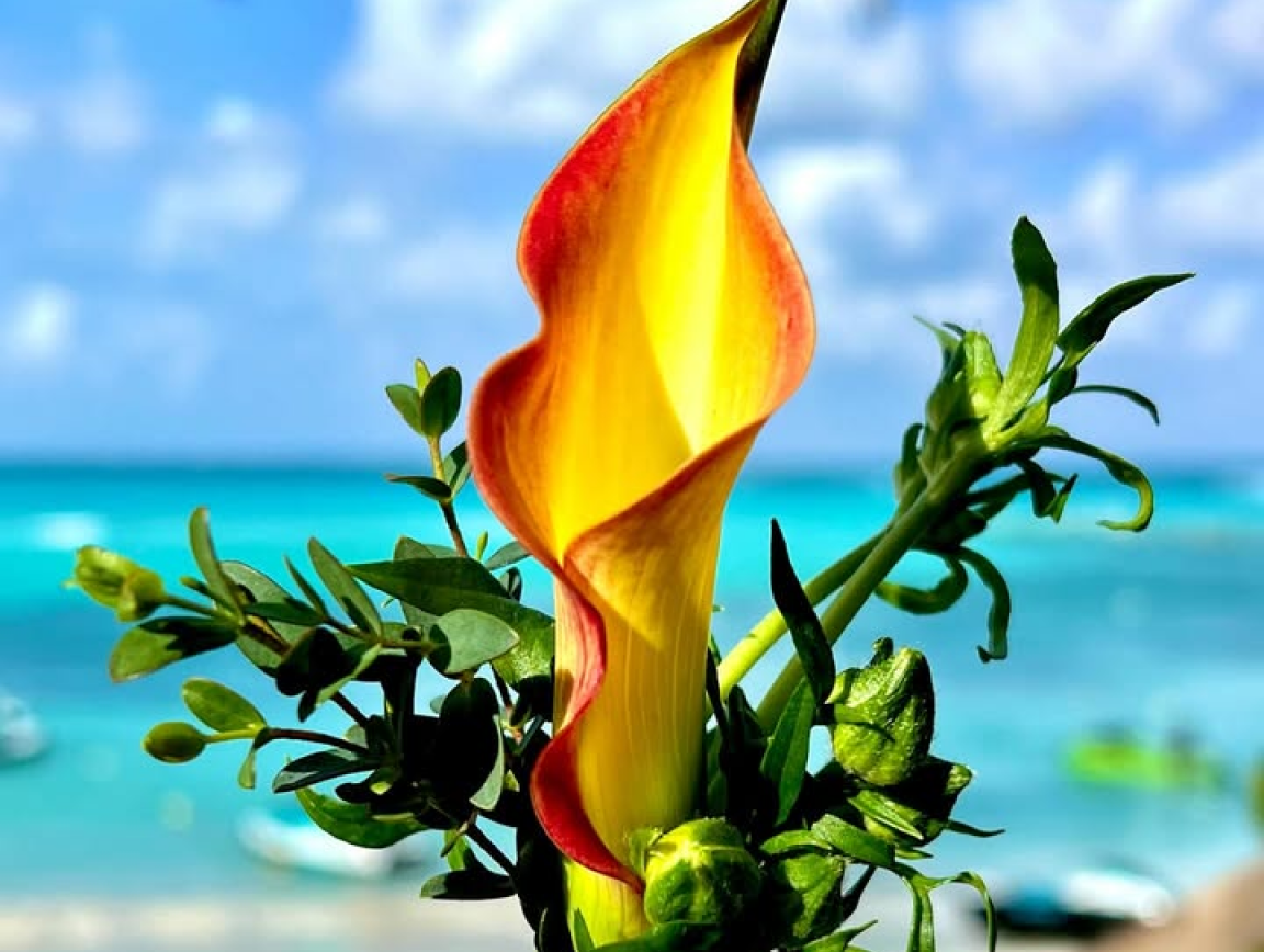 Maya Floral work 4