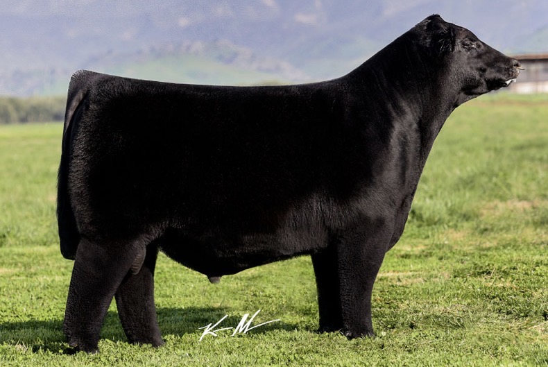 Colburn Primo 5153