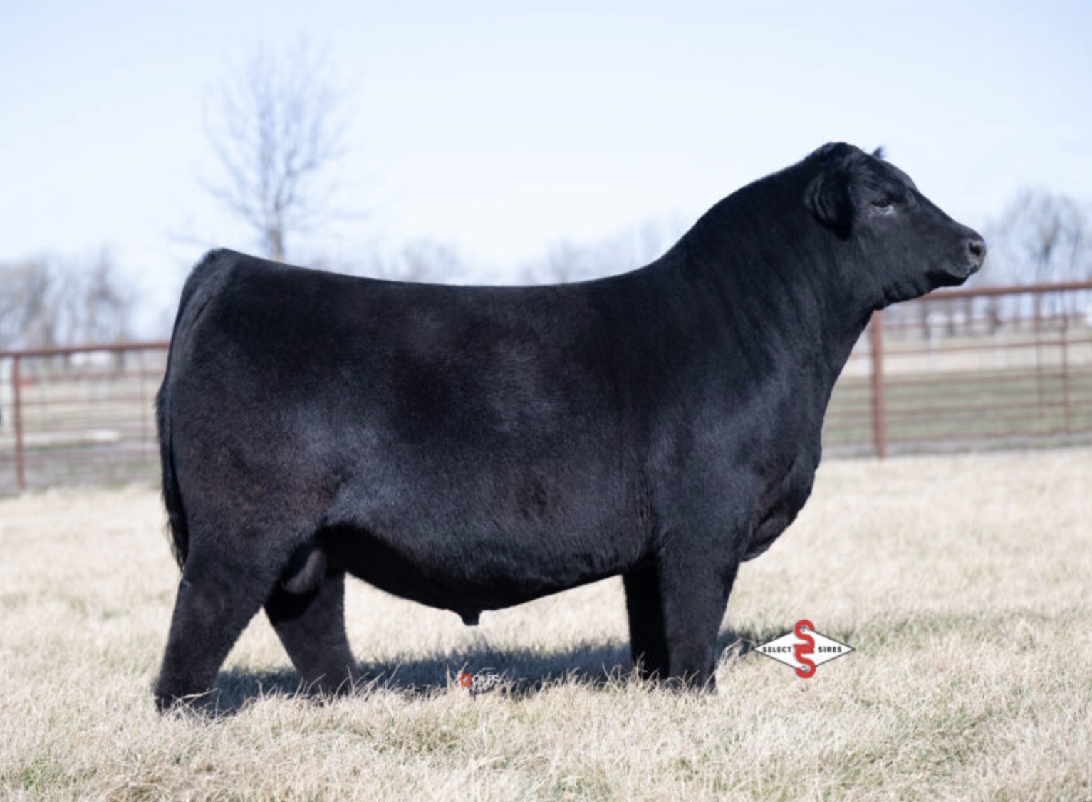 PVF CAPONE 2104