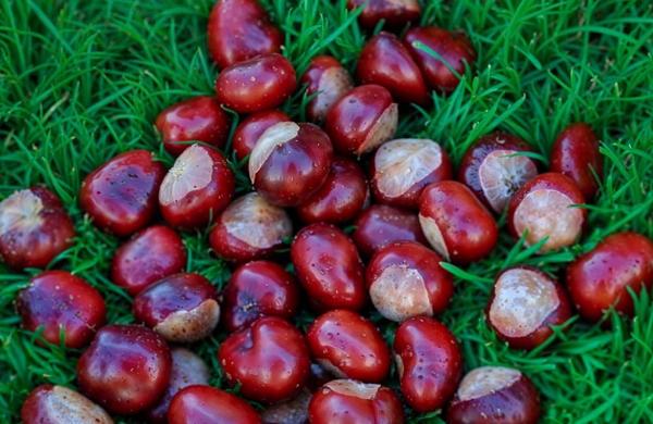 Sagra della castagna rossa del cicolano