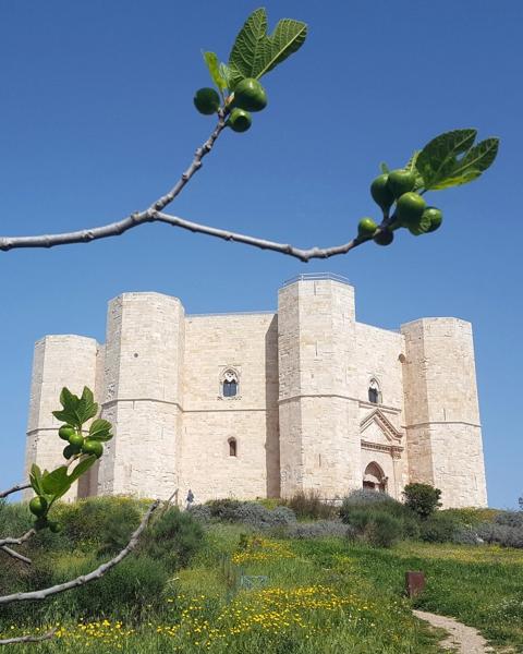 Il Castello dell’Armonia. Federico II / Farinelli / I Contemporanei