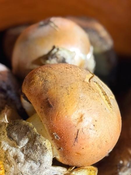 Mostra di funghi e frutti selvatici