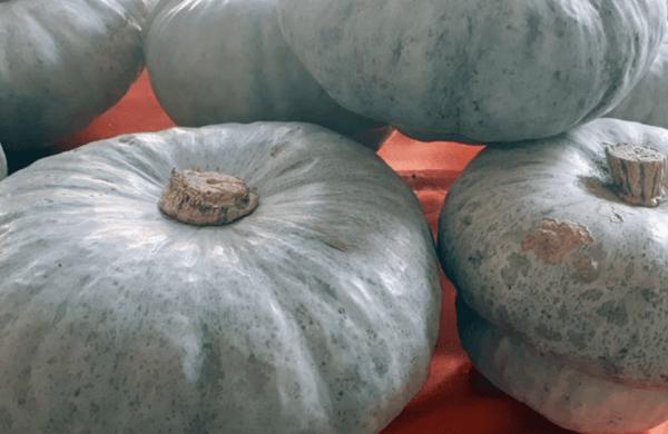 Rassegna gastronomica a base di zucca Berrettina