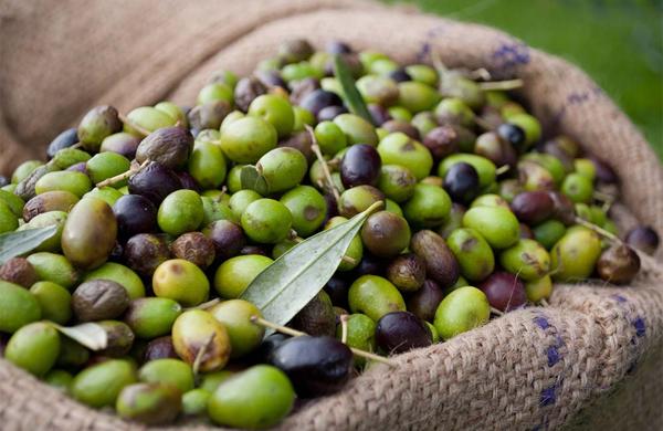 Sagra delle olive