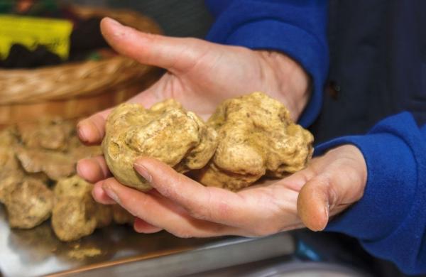 Sagra del Tartufo Bianco sanminiatese