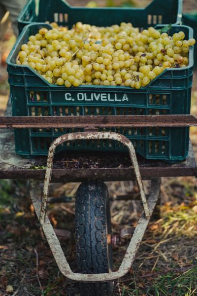 Festa della Vendemmia