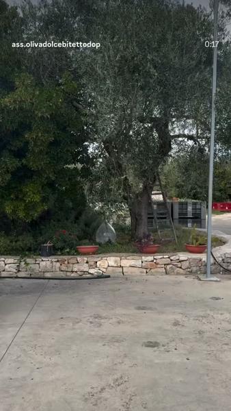 53° Sagra Oliva Dolce di Bitetto