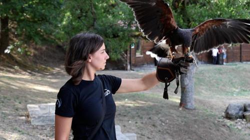 Cine-Spettacolo La Storia Bandita e Falconeria