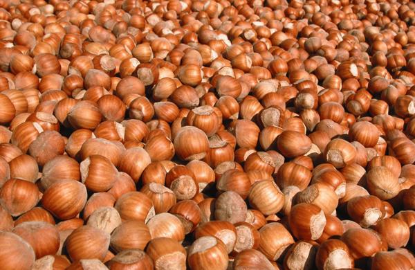 Festa della nocciola