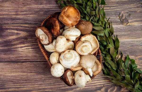 Sagra dei funghi