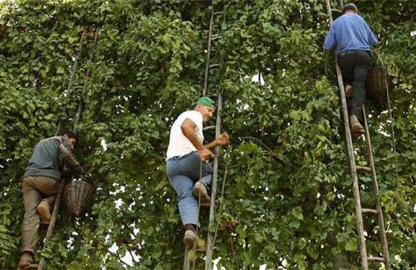 Asprinum Festival – Sagra del Vino Asprino
