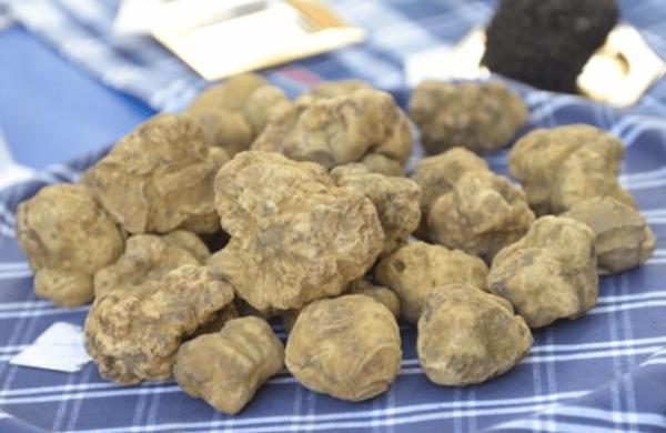 Fiera Nazionale del Tartufo Bianco del Monferrato