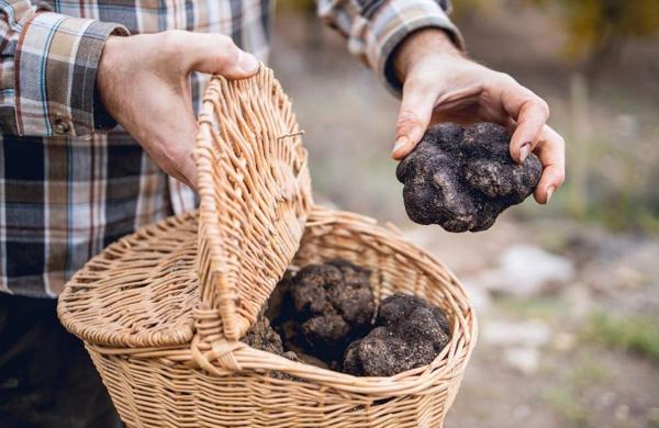 Fiera Nazionale del Tartufo Nero di Fragno