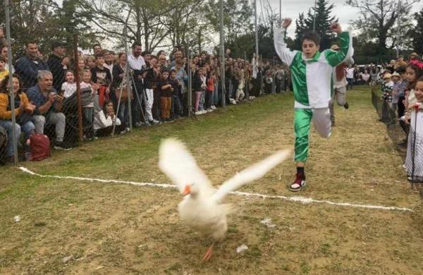 Palio del Papero