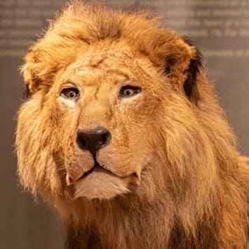Museo di Storia Naturale di Trieste