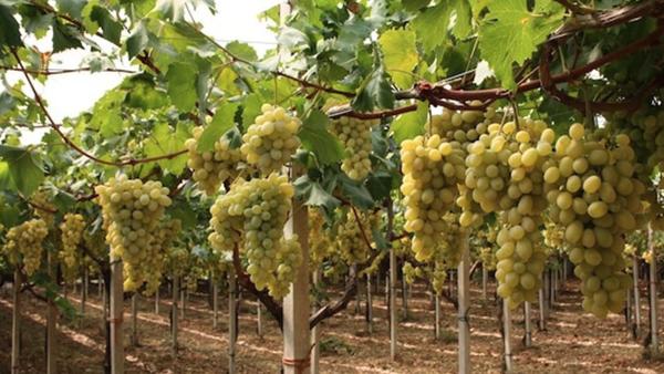 Una giornata dedicata alla progettazione del vigneto e alle nuove soluzioni per l'uva da tavola