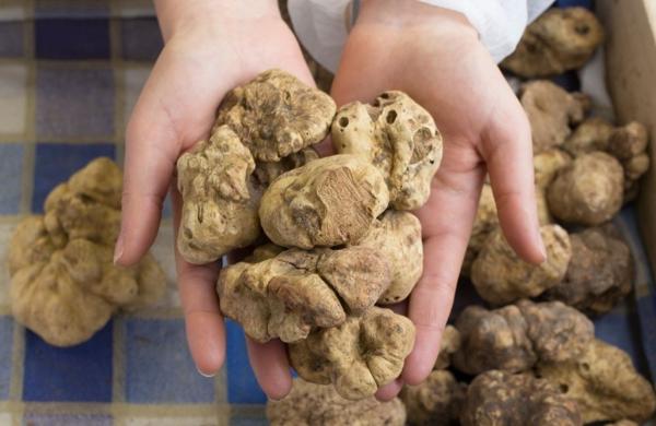 Mostra Nazionale del Tartufo Bianco