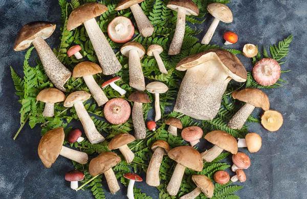 Funghi Fest