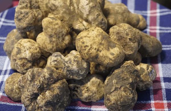 Mostra mercato del Tartufo Bianco delle Colline Sanminiatesi