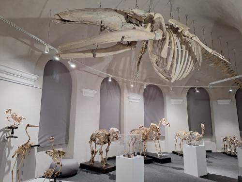Skeleton Night