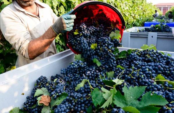 Festa del Vino del Monferrato Unesco