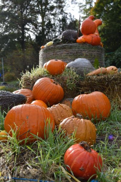 Il Parco Delle Zucche - Festa D’autunno