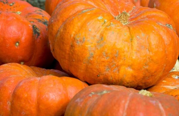 Sagra della Zucca