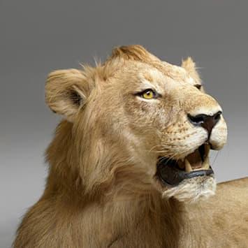 Museo di Storia Naturale, La Specola