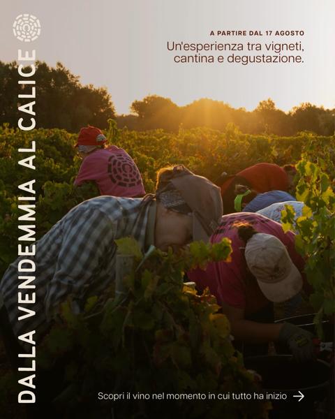 Dalla vendemmia al calice
