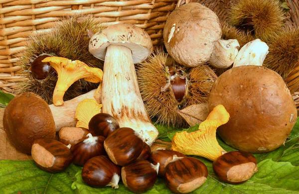 Sagra del fungo e della castagna