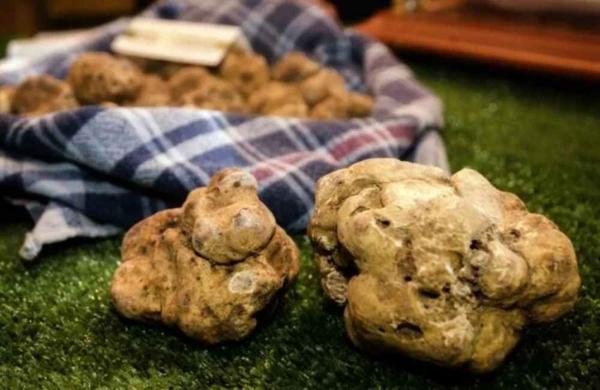 Fiera nazionale del tartufo Trifola D'or