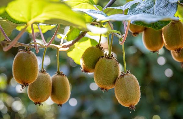 Non solo kiwi