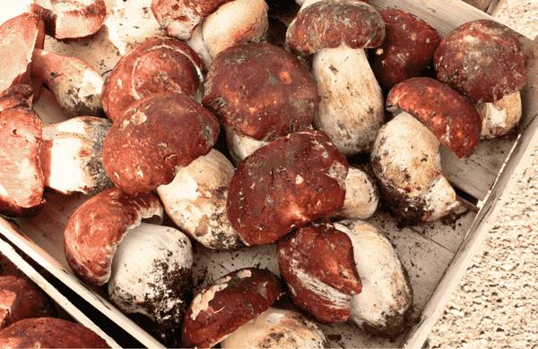 Sagra del Fungo Porcino e Fagioli