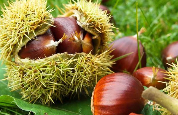 Festa d'autunno – Sagra delle castagne
