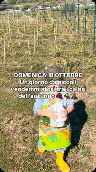 Vendemmia per Bimbi