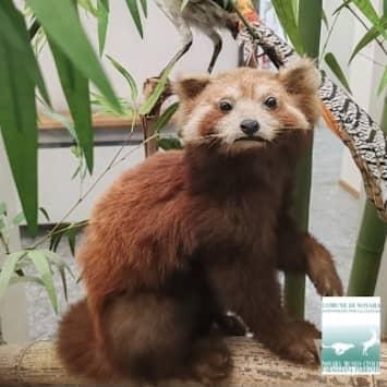 Museo di Storia Naturale Faraggiana Ferrandi