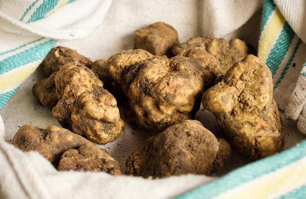 Sagra del tartufo bianco pregiato del Bidente