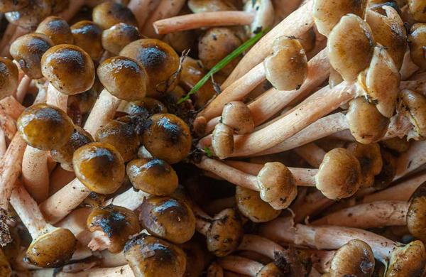 Festa dei funghi Pioppini