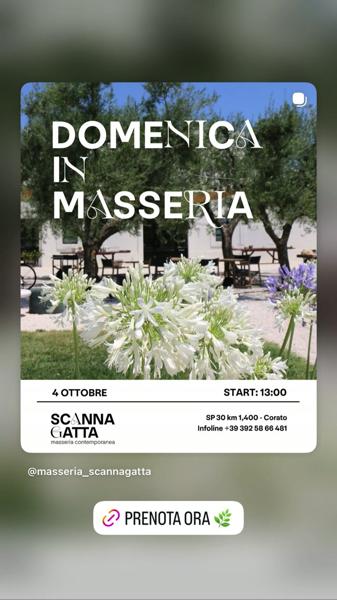 Domenica in Masseria