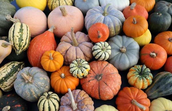 Sagra della Zucca