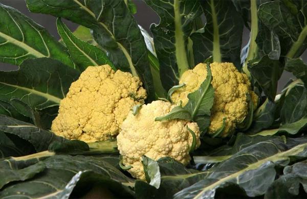 Festa del Broccolo di Torbole