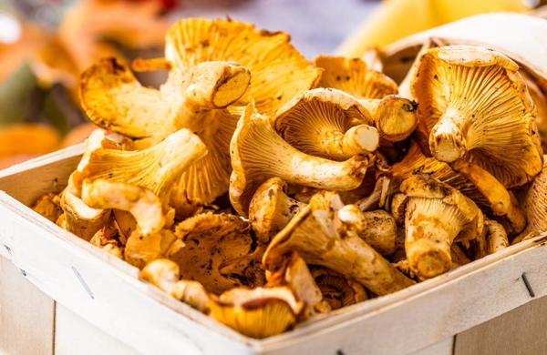 Sagra dei Funghi