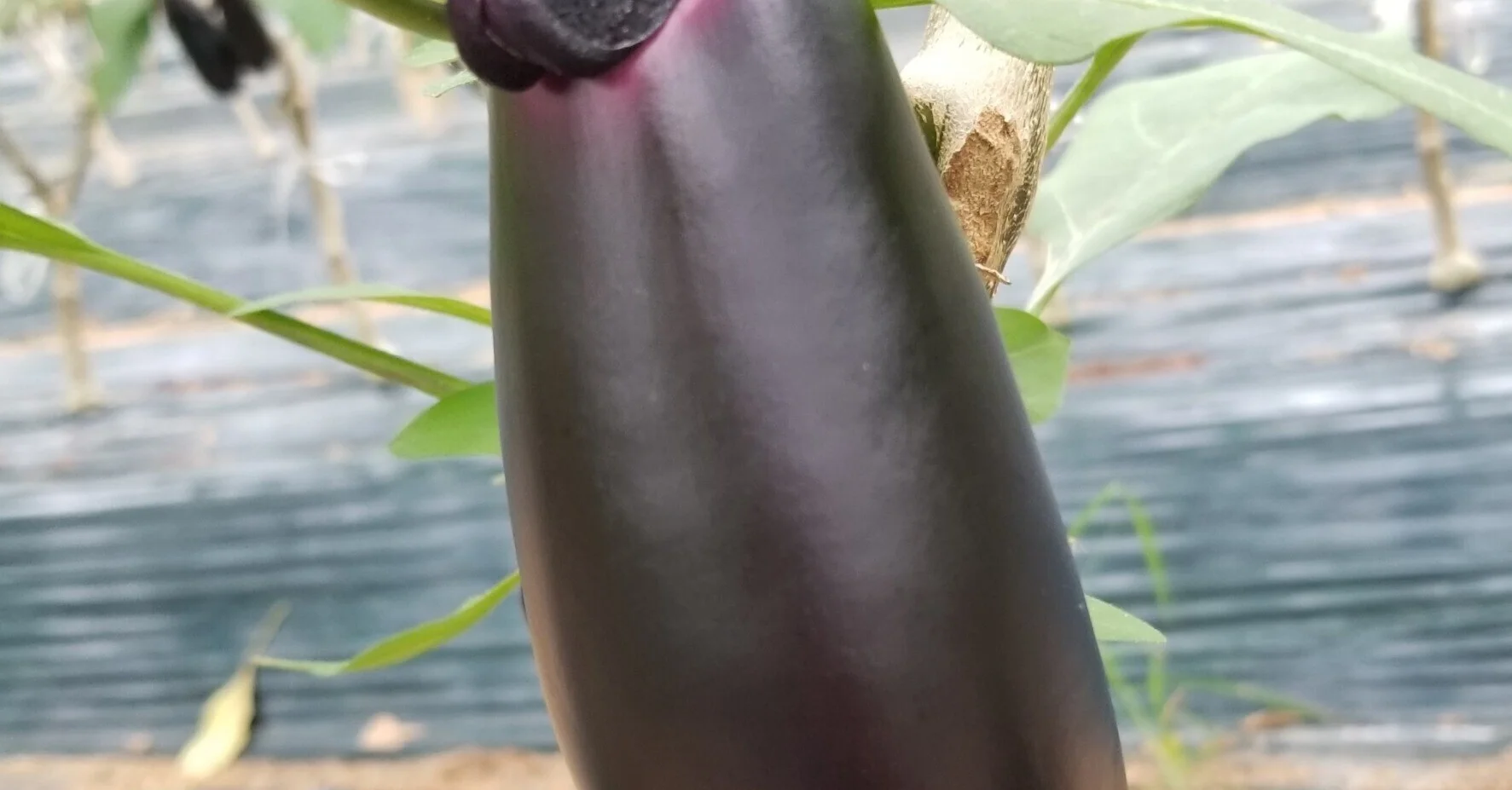 アブラムシ
