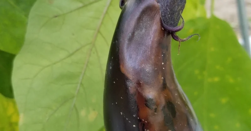 褐色腐敗病
